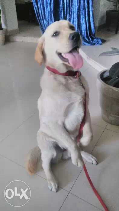 Impression dog trainer 