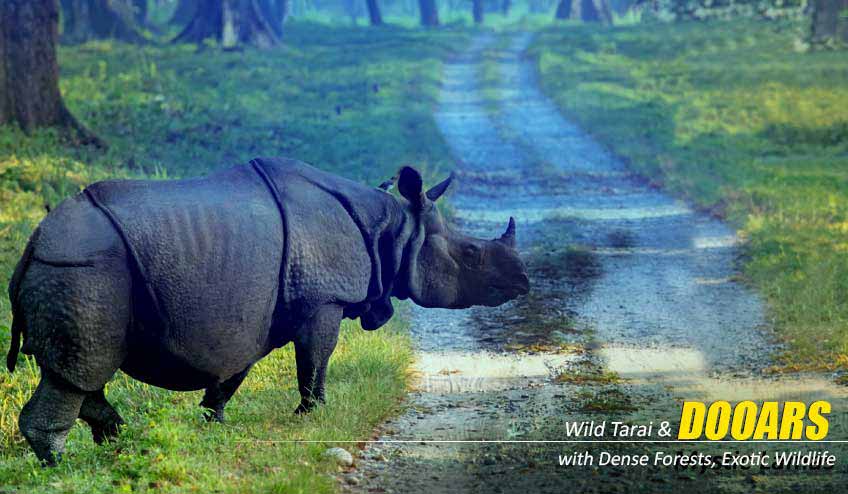 How the Dooars Tour Package Offers the Perfect Family Vacation