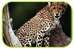 Zoo Animal Transportation Services in India