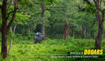 How the Dooars Tour Package Offers the Perfect Family Vacation